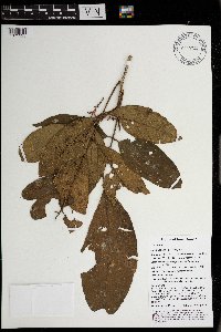 Aglaia sapindina image