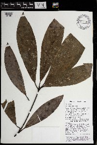 Actinodaphne nitida image