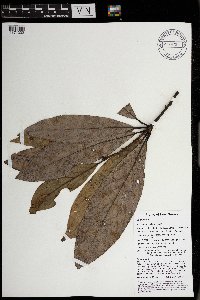 Actinodaphne nitida image