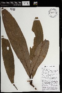 Actinodaphne nitida image