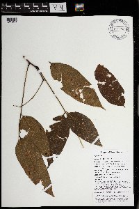 Aganope heptaphylla image