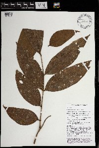 Archidendron aruense image