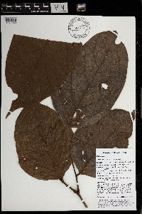 Archidendron aruense image