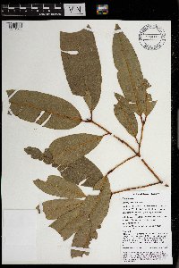 Calophyllum soulattri image