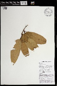Calophyllum soulattri image