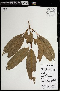 Calophyllum soulattri image