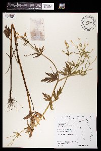 Ranunculus pensylvanicus image