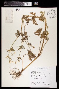 Ranunculus pensylvanicus image