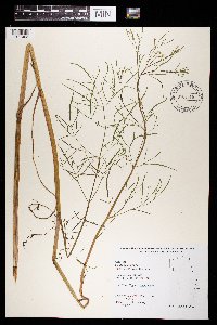 Cicuta bulbifera image