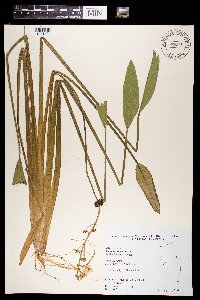Sagittaria rigida image