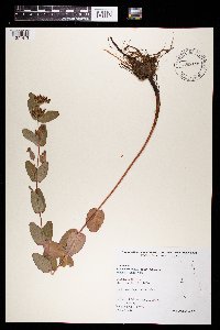 Triadenum fraseri image