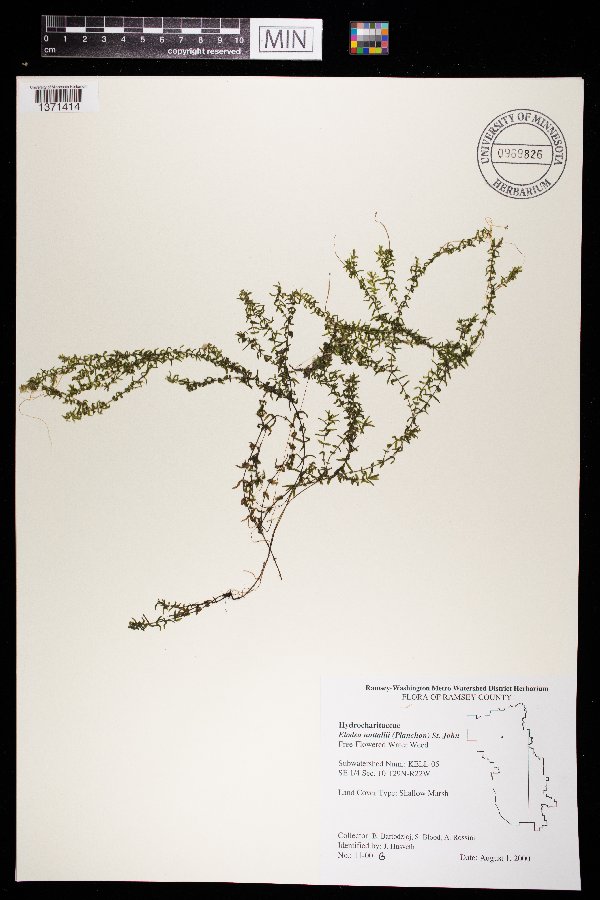 Elodea nuttallii image