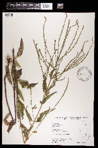 Verbena urticifolia image