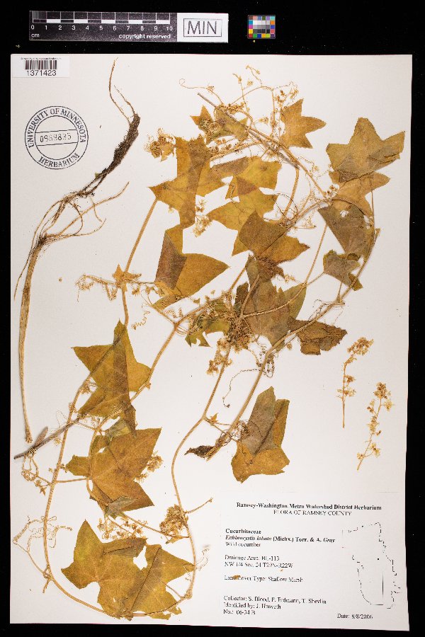 Echinocystis lobata image