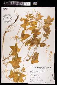 Echinocystis lobata image