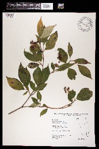 Cornus racemosa image