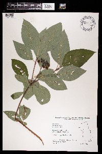 Image Associated With the Occurence