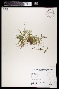 Stellaria media image