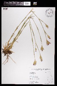 Dianthus armeria image