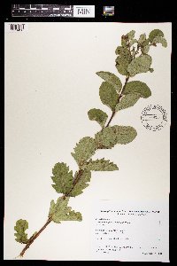 Symphoricarpos occidentalis image