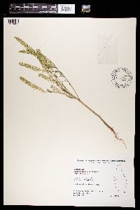 Lepidium densiflorum image