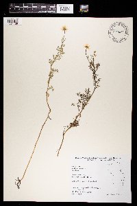 Anthemis cotula image