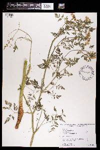 Conium maculatum image