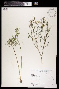 Cicuta bulbifera image