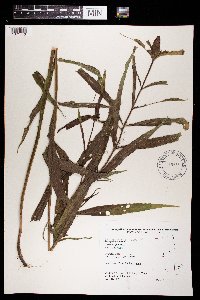 Chelone glabra image