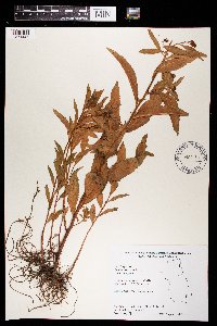Penthorum sedoides image