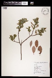 Image Associated With the Occurrence