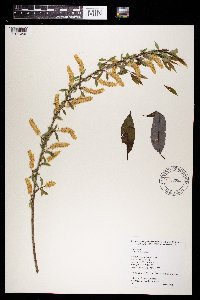 Salix amygdaloides image