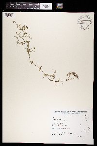 Galium trifidum image