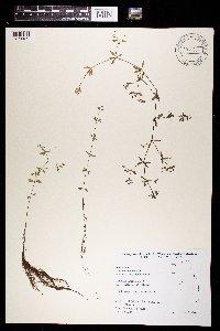Galium tinctorium image