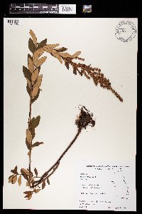Spiraea tomentosa image