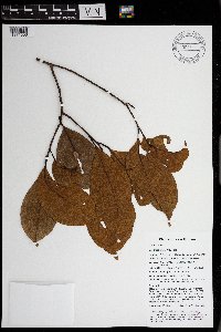 Endiandra brassii image