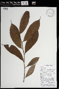 Ficus arfakensis image