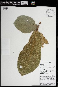 thumbnail image of current specimen