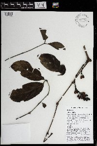 Gnetum latifolium image