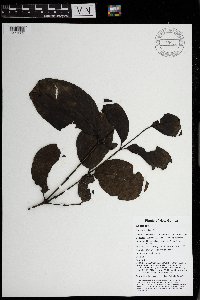 Gnetum latifolium image