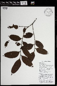 Thumbnail image of current specimen