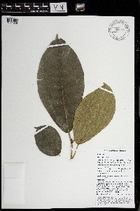 thumbnail image of current specimen