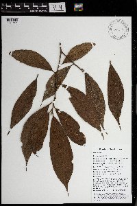 Ficus arfakensis image