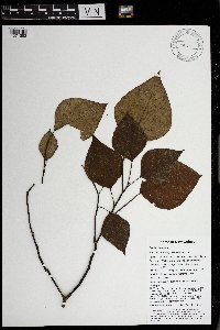 Homalanthus novoguineensis image