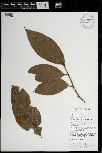 Thumbnail image of current specimen