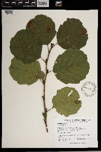 Alnus glutinosa image