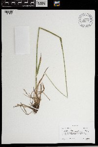 Alopecurus arundinaceus image