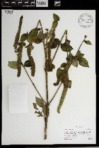 Agastache nepetoides image