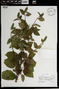 Agastache nepetoides image