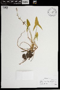 Sagittaria latifolia image